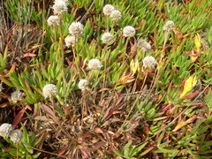 Armeria welwitschii