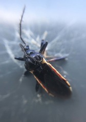 Ectrychotes andreae