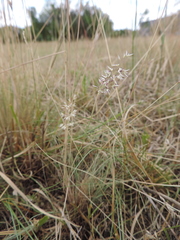 Poaceae