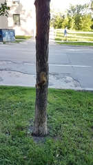 Tamiasciurus hudsonicus