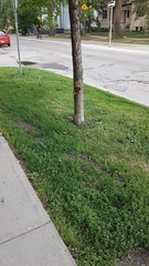 Tamiasciurus hudsonicus