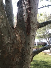 Magnoliopsida