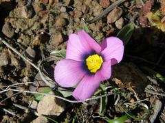 Eurystigma