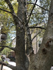 Magnoliopsida