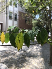 Magnoliopsida
