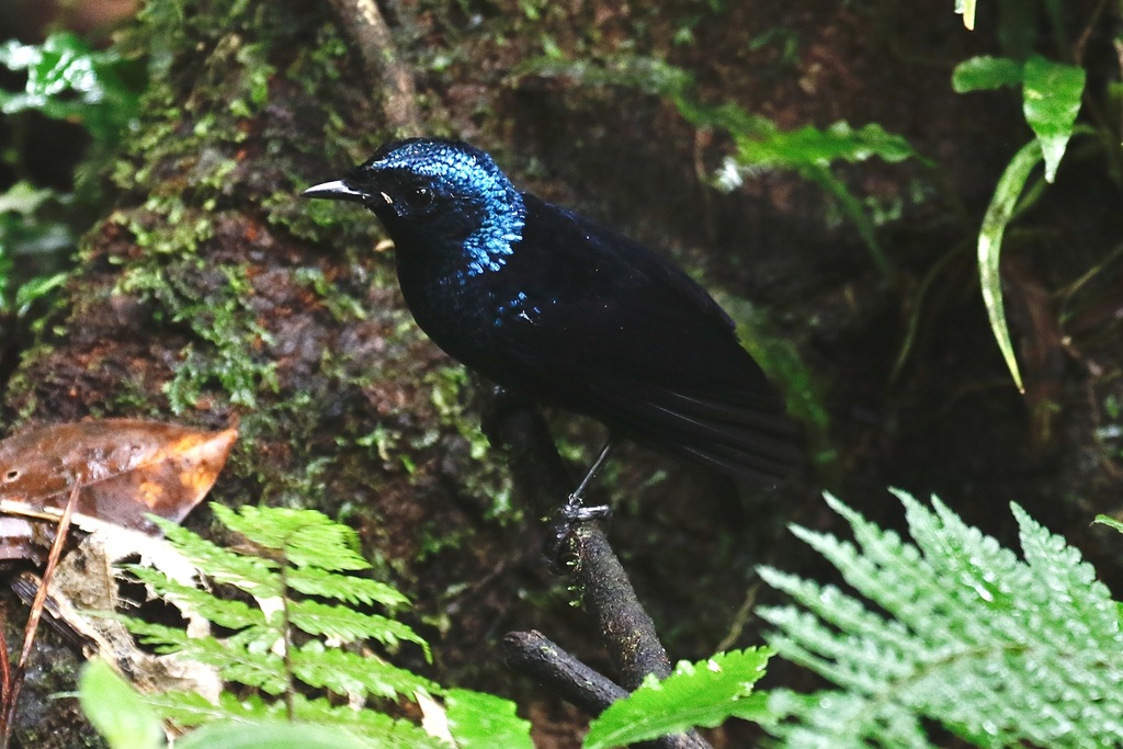 Taveuni Silktail photo