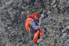 Geograpsus