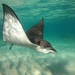 Stingrays - Photo (c) martincox, some rights reserved (CC BY-NC)