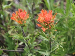 Castilleja hispida