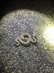 Crotalus cerastes laterorepens