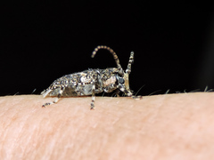 Aegomorphus albosignus