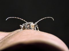 Aegomorphus albosignus