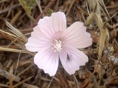 Malva hispanica