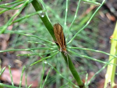 Nerophilus californicus