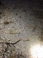 Arizona elegans eburnata