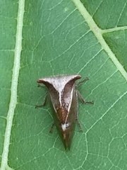 Stictocephala albescens