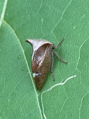 Stictocephala albescens