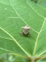 Stictocephala albescens