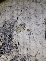 Paruroctonus gracilior