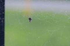 Theridiidae