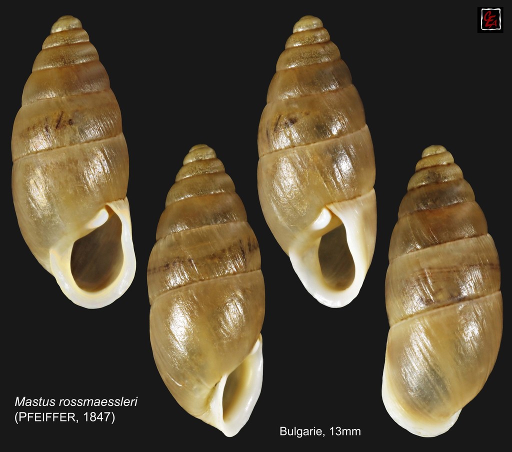 Mastus rossmaessleri