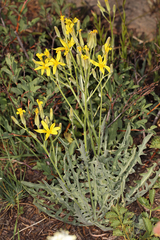 Crepis pleurocarpa