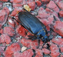 Prionus insularis