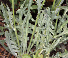 Crepis pleurocarpa