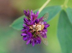 Episyrphus balteatus