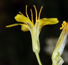 Crepis pleurocarpa