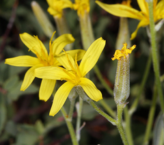 Crepis pleurocarpa