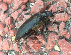 Prionus insularis