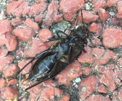 Prionus insularis