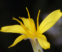 Crepis pleurocarpa