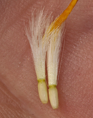 Crepis pleurocarpa