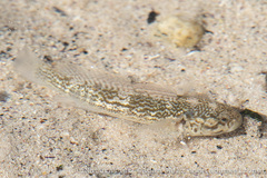 Caffrogobius nudiceps