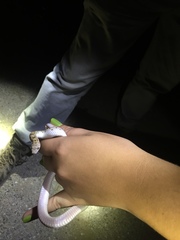 Phyllorhynchus decurtatus