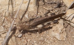 Arphia conspersa
