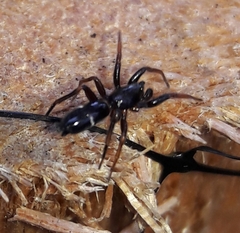 Sergiolus unimaculatus