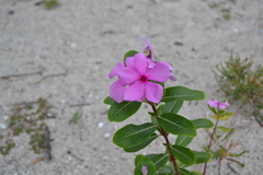 Catharanthus roseus