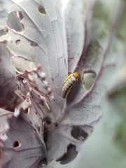 Evergestis rimosalis