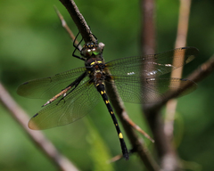 Macromia illinoiensis