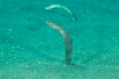 Dusky Garden Eel photo 1