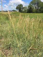 Psathyrostachys juncea