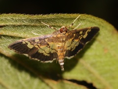 Uresiphita quinquigera
