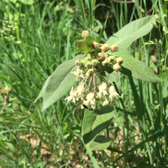 Asclepias ovalifolia