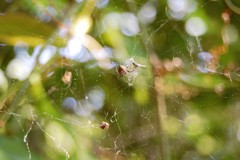 Metepeira labyrinthea