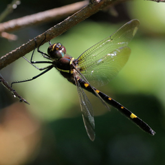 Macromia illinoiensis