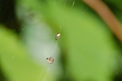 Araneidae