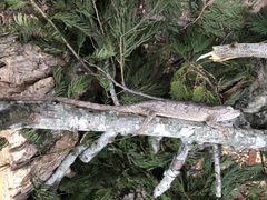 Polychrus acutirostris